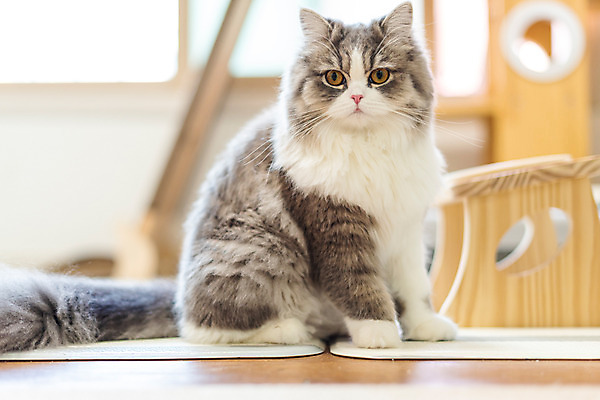 포토 JPG 한마리 식탁 실내 사람없음 옆모습 반려동물 귀여움 고양이 동물라이프 반려 반려묘 스코티쉬스트레이트 국내포토 동물 1 라이프스타일 뷰포인트 컨셉 포유류 탁자 내부 파일형식