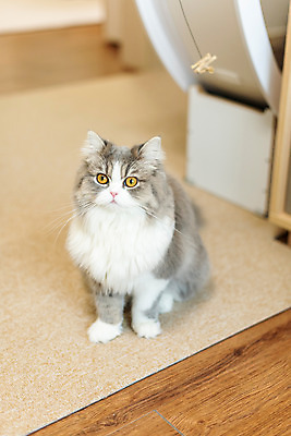 포토 JPG 한마리 식탁 실내 사람없음 앞모습 반려동물 귀여움 고양이 동물라이프 반려 반려묘 스코티쉬스트레이트 국내포토 동물 1 라이프스타일 뷰포인트 컨셉 포유류 탁자 내부 파일형식