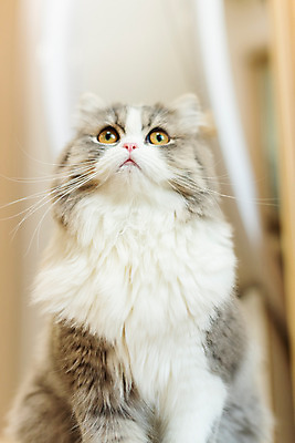 포토 JPG 한마리 식탁 실내 근접촬영 사람없음 앞모습 반려동물 귀여움 고양이 올려보기 동물라이프 반려 반려묘 스코티쉬스트레이트 국내포토 동물 1 라이프스타일 뷰포인트 컨셉 포유류 모션 탁자 내부 파일형식