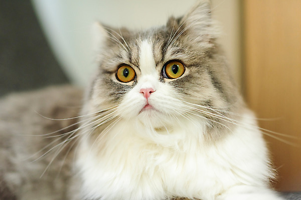 포토 JPG 한마리 식탁 실내 근접촬영 사람없음 앞모습 반려동물 귀여움 고양이 동물라이프 반려 반려묘 스코티쉬스트레이트 국내포토 동물 1 라이프스타일 뷰포인트 컨셉 포유류 탁자 내부 파일형식