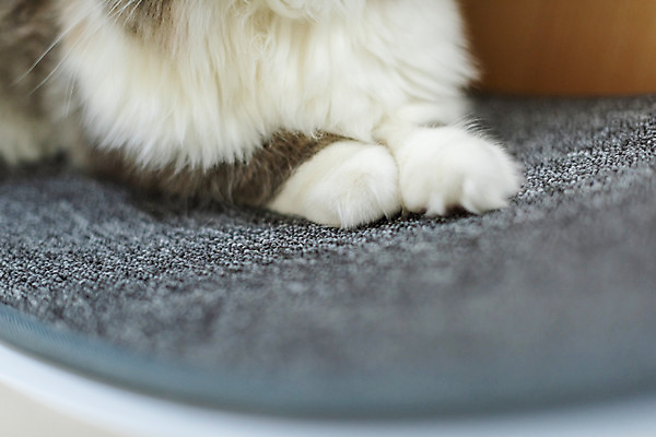 포토 JPG 한마리 발 실내 근접촬영 사람없음 앞모습 반려동물 귀여움 고양이 동물라이프 반려 반려묘 스코티쉬스트레이트 국내포토 동물 1 라이프스타일 뷰포인트 컨셉 포유류 내부 신체부위 파일형식