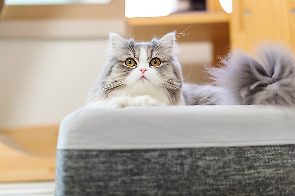 포토 JPG 한마리 응시 실내 사람없음 앞모습 반려동물 귀여움 고양이 동물라이프 반려 캣타워 반려묘 스코티쉬스트레이트 고양이침대 국내포토 반려용품 동물 1 라이프스타일 시선 뷰포인트 컨셉 포유류 내부 침대 오브젝트 파일형식 애묘용품