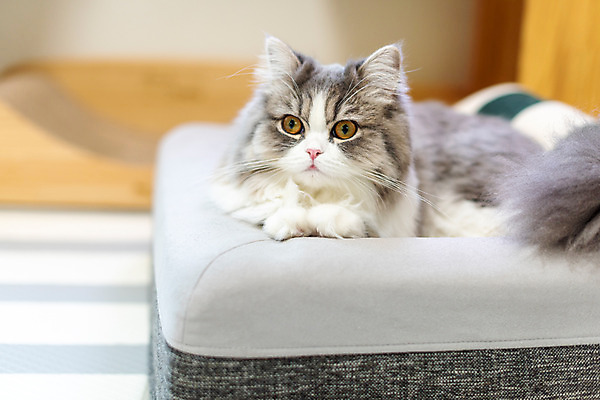 포토 JPG 한마리 응시 실내 사람없음 앞모습 반려동물 귀여움 고양이 동물라이프 반려 캣타워 반려묘 스코티쉬스트레이트 고양이침대 국내포토 반려용품 동물 1 라이프스타일 시선 뷰포인트 컨셉 포유류 내부 침대 오브젝트 파일형식 애묘용품