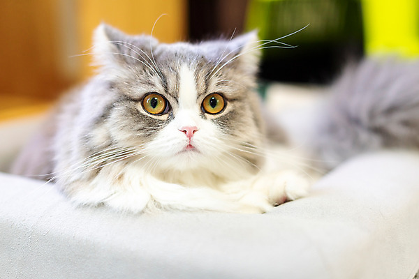 포토 JPG 한마리 응시 실내 사람없음 반려동물 귀여움 고양이 동물라이프 반려 캣타워 반려묘 스코티쉬스트레이트 고양이침대 국내포토 반려용품 동물 1 라이프스타일 시선 컨셉 포유류 내부 침대 오브젝트 파일형식 애묘용품