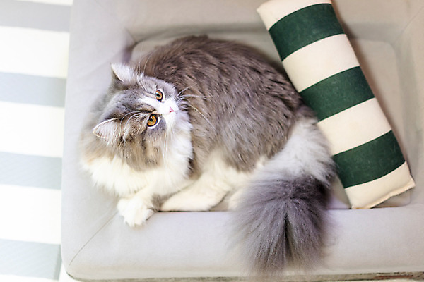 포토 JPG 한마리 응시 실내 사람없음 반려동물 하이앵글 귀여움 고양이 동물라이프 반려 캣타워 반려묘 스코티쉬스트레이트 고양이침대 국내포토 반려용품 동물 1 라이프스타일 시선 뷰포인트 컨셉 포유류 내부 침대 오브젝트 파일형식 애묘용품