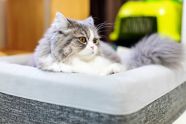 포토 JPG 한마리 응시 실내 사람없음 옆모습 반려동물 귀여움 고양이 동물라이프 반려 캣타워 반려묘 스코티쉬스트레이트 고양이침대 국내포토 반려용품 동물 1 라이프스타일 시선 뷰포인트 컨셉 포유류 내부 침대 오브젝트 파일형식 애묘용품