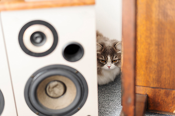 포토 JPG 한마리 실내 사람없음 앞모습 반려동물 귀여움 고양이 눈치 동물라이프 반려 숨기 반려묘 스코티쉬스트레이트 국내포토 동물 1 라이프스타일 뷰포인트 컨셉 포유류 모션 내부 파일형식