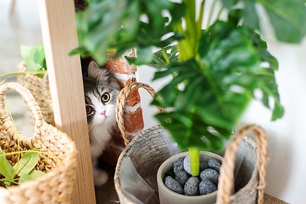 포토 JPG 한마리 화분 실내 사람없음 앞모습 반려동물 귀여움 고양이 눈치 동물라이프 반려 숨기 반려묘 스코티쉬스트레이트 국내포토 동물 1 라이프스타일 뷰포인트 컨셉 포유류 모션 내부 파일형식