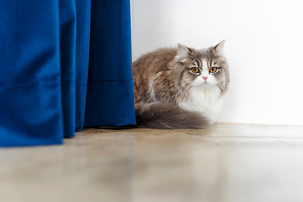 포토 JPG 한마리 실내 사람없음 앞모습 반려동물 귀여움 고양이 커튼 동물라이프 반려 숨기 반려묘 스코티쉬스트레이트 국내포토 동물 1 라이프스타일 뷰포인트 컨셉 포유류 모션 내부 파일형식