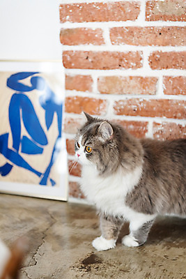 포토 JPG 한마리 응시 실내 사람없음 옆모습 반려동물 귀여움 고양이 동물라이프 반려 반려묘 스코티쉬스트레이트 국내포토 동물 1 라이프스타일 시선 뷰포인트 컨셉 포유류 내부 파일형식