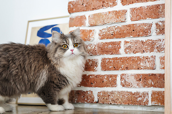 포토 JPG 한마리 응시 실내 사람없음 옆모습 반려동물 귀여움 고양이 동물라이프 반려 반려묘 스코티쉬스트레이트 국내포토 동물 1 라이프스타일 시선 뷰포인트 컨셉 포유류 내부 파일형식