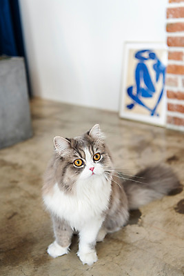 포토 JPG 한마리 응시 실내 사람없음 앞모습 반려동물 귀여움 고양이 동물라이프 반려 반려묘 스코티쉬스트레이트 국내포토 동물 1 라이프스타일 시선 뷰포인트 컨셉 포유류 내부 파일형식