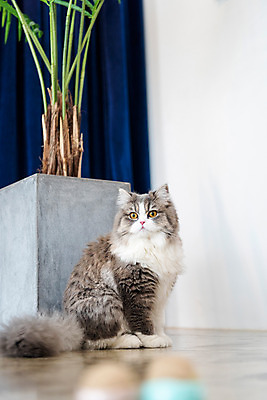 포토 JPG 한마리 화분 실내 사람없음 옆모습 반려동물 귀여움 고양이 동물라이프 반려 반려묘 스코티쉬스트레이트 국내포토 동물 1 라이프스타일 뷰포인트 컨셉 포유류 내부 파일형식