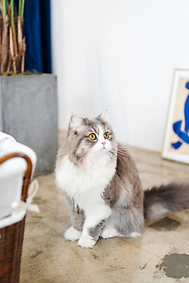 포토 JPG 한마리 응시 실내 사람없음 앞모습 반려동물 귀여움 고양이 동물라이프 반려 반려묘 스코티쉬스트레이트 국내포토 동물 1 라이프스타일 시선 뷰포인트 컨셉 포유류 내부 파일형식