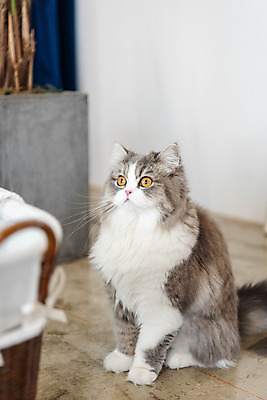 포토 JPG 한마리 응시 실내 사람없음 앞모습 반려동물 귀여움 고양이 동물라이프 반려 반려묘 스코티쉬스트레이트 국내포토 동물 1 라이프스타일 시선 뷰포인트 컨셉 포유류 내부 파일형식