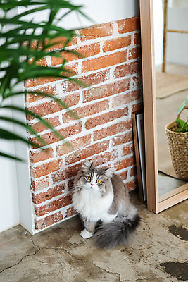 포토 JPG 한마리 실내 사람없음 옆모습 반려동물 귀여움 고양이 눈치 동물라이프 반려 반려묘 스코티쉬스트레이트 국내포토 동물 1 라이프스타일 뷰포인트 컨셉 포유류 내부 파일형식