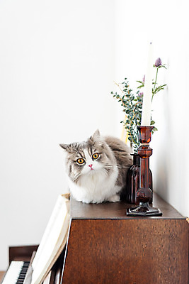 포토 JPG 한마리 휴식 실내 사람없음 앞모습 반려동물 귀여움 고양이 피아노 동물라이프 반려 반려묘 스코티쉬스트레이트 국내포토 동물 1 라이프스타일 뷰포인트 컨셉 포유류 내부 건반악기 파일형식