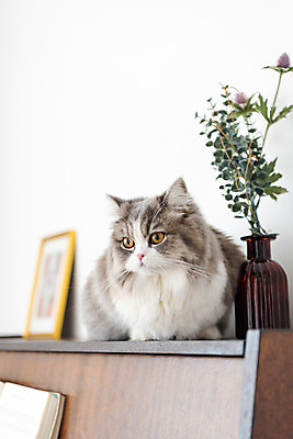 포토 JPG 한마리 휴식 실내 사람없음 앞모습 반려동물 귀여움 꽃병 고양이 피아노 동물라이프 반려 반려묘 스코티쉬스트레이트 국내포토 동물 1 라이프스타일 꽃 뷰포인트 컨셉 포유류 내부 건반악기 파일형식