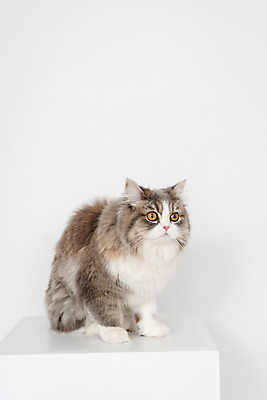 포토 JPG 한마리 응시 실내 사람없음 앞모습 반려동물 귀여움 고양이 흰배경 동물라이프 반려 반려묘 스코티쉬스트레이트 국내포토 동물 1 라이프스타일 시선 뷰포인트 백그라운드 컨셉 포유류 내부 흰색 파일형식