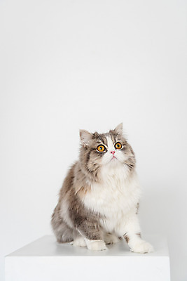 포토 JPG 한마리 응시 실내 사람없음 앞모습 반려동물 귀여움 고양이 올려보기 흰배경 동물라이프 반려 반려묘 스코티쉬스트레이트 국내포토 동물 1 라이프스타일 시선 뷰포인트 백그라운드 컨셉 포유류 모션 내부 흰색 파일형식