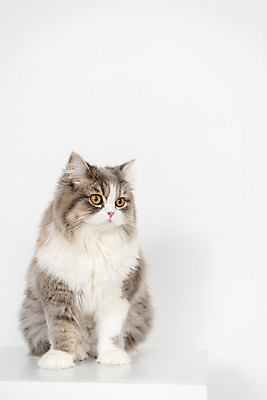 포토 JPG 한마리 응시 실내 사람없음 앞모습 반려동물 귀여움 고양이 흰배경 동물라이프 반려 반려묘 스코티쉬스트레이트 국내포토 동물 1 라이프스타일 시선 뷰포인트 백그라운드 컨셉 포유류 내부 흰색 파일형식