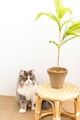 포토 JPG 한마리 화분 의자 실내 사람없음 앞모습 반려동물 귀여움 고양이 동물라이프 반려 반려묘 스코티쉬스트레이트 국내포토 동물 1 라이프스타일 뷰포인트 가구 컨셉 포유류 내부 파일형식