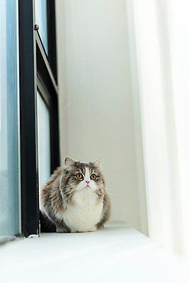 포토 JPG 한마리 응시 실내 사람없음 앞모습 반려동물 귀여움 고양이 창가 창틀 동물라이프 반려 반려묘 스코티쉬스트레이트 국내포토 동물 1 라이프스타일 시선 뷰포인트 컨셉 창문 포유류 내부 파일형식