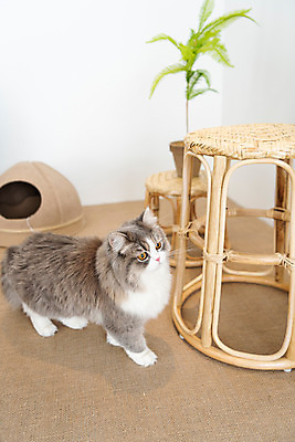 포토 JPG 한마리 화분 의자 실내 사람없음 옆모습 반려동물 귀여움 고양이 동물라이프 반려 반려묘 스코티쉬스트레이트 국내포토 동물 1 라이프스타일 뷰포인트 가구 컨셉 포유류 내부 파일형식