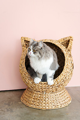 포토 JPG 한마리 휴식 실내 사람없음 앞모습 반려동물 소파 귀여움 고양이 동물라이프 반려 분홍색배경 반려묘 스코티쉬스트레이트 국내포토 동물 1 라이프스타일 뷰포인트 분홍색 백그라운드 컨셉 의자 포유류 내부 파일형식