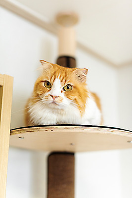 포토 JPG 한마리 응시 실내 사람없음 앞모습 반려동물 귀여움 고양이 동물라이프 반려 캣타워 반려묘 스코티쉬스트레이트 국내포토 반려용품 동물 1 라이프스타일 시선 뷰포인트 컨셉 포유류 내부 오브젝트 파일형식