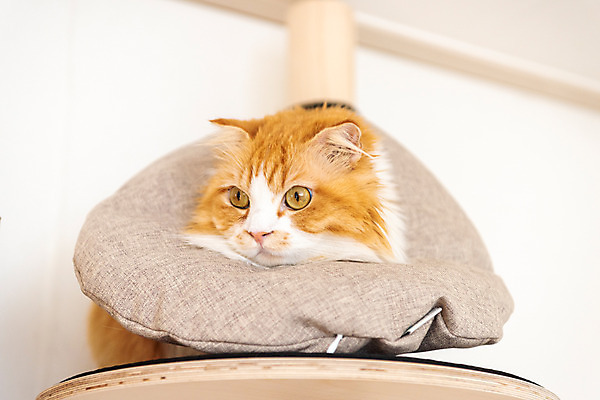 포토 JPG 한마리 응시 실내 사람없음 앞모습 반려동물 귀여움 고양이 동물라이프 반려 캣타워 넥카라 반려묘 스코티쉬스트레이트 국내포토 반려용품 동물 1 라이프스타일 시선 뷰포인트 컨셉 포유류 내부 오브젝트 파일형식