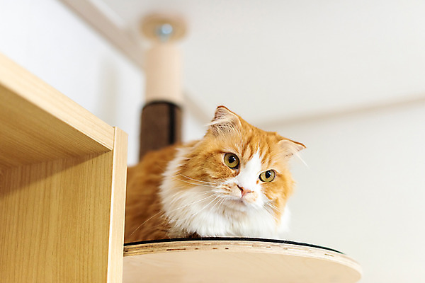 포토 JPG 한마리 응시 실내 사람없음 앞모습 반려동물 귀여움 고양이 동물라이프 반려 캣타워 반려묘 스코티쉬스트레이트 국내포토 반려용품 동물 1 라이프스타일 시선 뷰포인트 컨셉 포유류 내부 오브젝트 파일형식