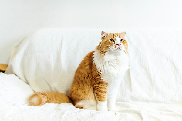 포토 JPG 한마리 응시 실내 사람없음 앞모습 반려동물 소파 귀여움 고양이 동물라이프 반려 반려묘 스코티쉬스트레이트 국내포토 동물 1 라이프스타일 시선 뷰포인트 컨셉 의자 포유류 내부 파일형식