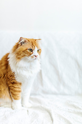 포토 JPG 한마리 응시 실내 사람없음 옆모습 반려동물 소파 귀여움 고양이 동물라이프 반려 반려묘 스코티쉬스트레이트 국내포토 동물 1 라이프스타일 시선 뷰포인트 컨셉 의자 포유류 내부 파일형식