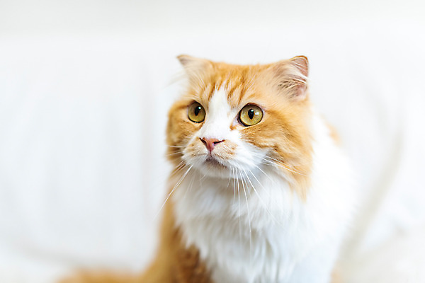 포토 JPG 한마리 응시 실내 사람없음 앞모습 반려동물 소파 귀여움 고양이 동물라이프 반려 반려묘 스코티쉬스트레이트 국내포토 동물 1 라이프스타일 시선 뷰포인트 컨셉 의자 포유류 내부 파일형식