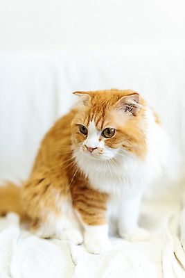 포토 JPG 한마리 응시 실내 사람없음 앞모습 반려동물 소파 귀여움 고양이 동물라이프 반려 반려묘 스코티쉬스트레이트 국내포토 동물 1 라이프스타일 시선 뷰포인트 컨셉 의자 포유류 내부 파일형식