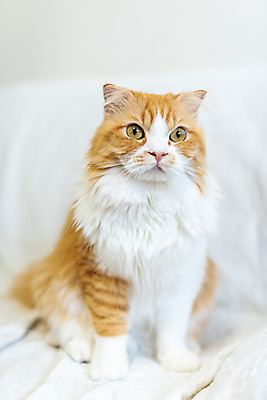 포토 JPG 한마리 응시 실내 사람없음 앞모습 반려동물 소파 귀여움 고양이 동물라이프 반려 반려묘 스코티쉬스트레이트 국내포토 동물 1 라이프스타일 시선 뷰포인트 컨셉 의자 포유류 내부 파일형식