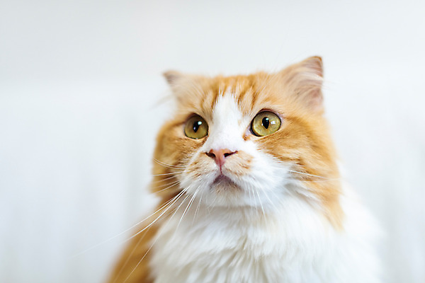 포토 JPG 한마리 응시 실내 근접촬영 사람없음 앞모습 반려동물 소파 귀여움 고양이 동물라이프 반려 반려묘 스코티쉬스트레이트 국내포토 동물 1 라이프스타일 시선 뷰포인트 컨셉 의자 포유류 내부 파일형식