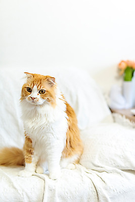 포토 JPG 한마리 응시 실내 사람없음 앞모습 반려동물 소파 귀여움 고양이 동물라이프 반려 반려묘 스코티쉬스트레이트 국내포토 동물 1 라이프스타일 시선 뷰포인트 컨셉 의자 포유류 내부 파일형식