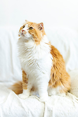 포토 JPG 한마리 응시 실내 사람없음 옆모습 반려동물 소파 귀여움 고양이 올려보기 동물라이프 반려 반려묘 스코티쉬스트레이트 국내포토 동물 1 라이프스타일 시선 뷰포인트 컨셉 의자 포유류 모션 내부 파일형식