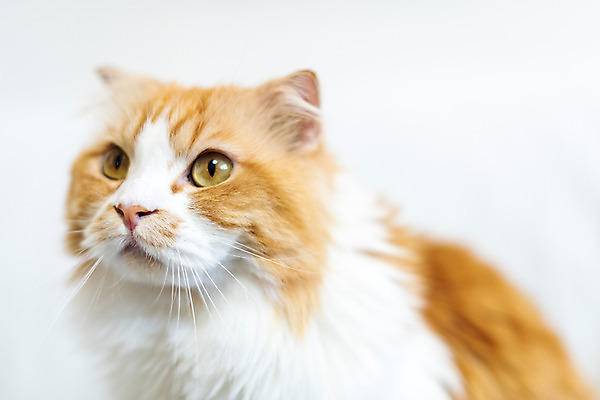 포토 JPG 한마리 응시 실내 근접촬영 사람없음 반려동물 소파 귀여움 고양이 동물라이프 반려 반려묘 스코티쉬스트레이트 국내포토 동물 1 라이프스타일 시선 뷰포인트 컨셉 의자 포유류 내부 파일형식