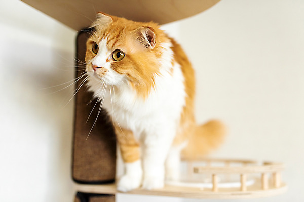 포토 JPG 한마리 응시 실내 사람없음 앞모습 반려동물 귀여움 고양이 동물라이프 반려 캣타워 반려묘 스코티쉬스트레이트 국내포토 반려용품 동물 1 라이프스타일 시선 뷰포인트 컨셉 포유류 내부 오브젝트 파일형식