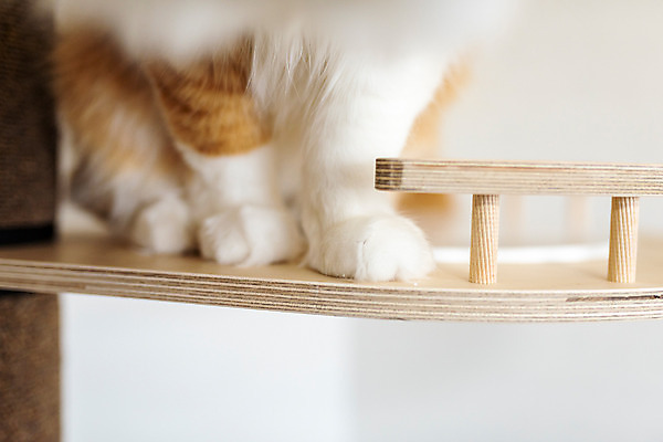 포토 JPG 한마리 발 실내 근접촬영 사람없음 반려동물 귀여움 고양이 동물라이프 반려 캣타워 반려묘 스코티쉬스트레이트 국내포토 반려용품 동물 1 라이프스타일 뷰포인트 컨셉 포유류 내부 신체부위 오브젝트 파일형식