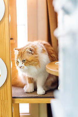 포토 JPG 한마리 응시 실내 사람없음 앞모습 반려동물 귀여움 고양이 동물라이프 반려 캣타워 반려묘 스코티쉬스트레이트 국내포토 반려용품 동물 1 라이프스타일 시선 뷰포인트 컨셉 포유류 내부 오브젝트 파일형식