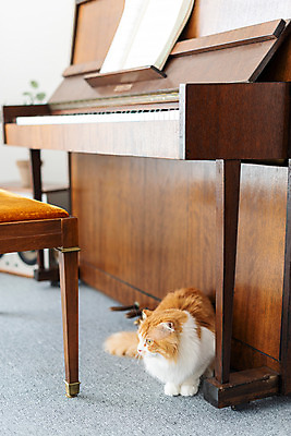 포토 JPG 한마리 응시 실내 사람없음 앞모습 반려동물 귀여움 고양이 피아노 동물라이프 반려 반려묘 스코티쉬스트레이트 국내포토 동물 1 라이프스타일 시선 뷰포인트 컨셉 포유류 내부 건반악기 파일형식