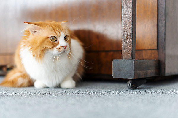 포토 JPG 한마리 응시 실내 사람없음 앞모습 반려동물 귀여움 고양이 피아노 동물라이프 반려 반려묘 스코티쉬스트레이트 국내포토 동물 1 라이프스타일 시선 뷰포인트 컨셉 포유류 내부 건반악기 파일형식
