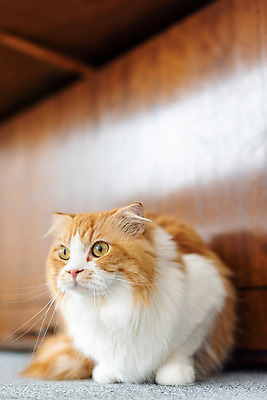 포토 JPG 한마리 응시 실내 사람없음 앞모습 반려동물 귀여움 고양이 피아노 동물라이프 반려 반려묘 스코티쉬스트레이트 국내포토 동물 1 라이프스타일 시선 뷰포인트 컨셉 포유류 내부 건반악기 파일형식