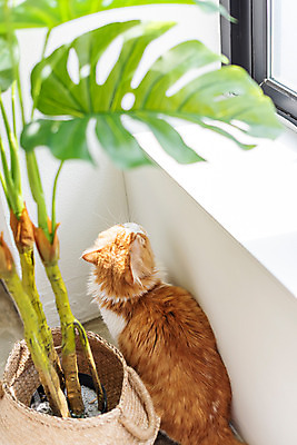 포토 JPG 한마리 응시 화분 잎 실내 사람없음 뒷모습 반려동물 귀여움 고양이 동물라이프 반려 반려묘 스코티쉬스트레이트 국내포토 식물 동물 1 라이프스타일 시선 뷰포인트 컨셉 포유류 내부 파일형식