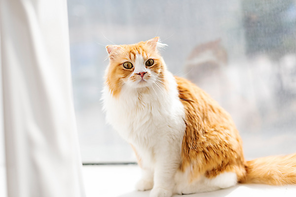 포토 JPG 한마리 응시 창문 실내 사람없음 옆모습 반려동물 귀여움 고양이 동물라이프 반려 반려묘 스코티쉬스트레이트 국내포토 동물 1 라이프스타일 시선 뷰포인트 컨셉 포유류 내부 파일형식