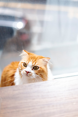 포토 JPG 한마리 응시 창문 실내 사람없음 앞모습 반려동물 귀여움 고양이 동물라이프 반려 반려묘 스코티쉬스트레이트 국내포토 동물 1 라이프스타일 시선 뷰포인트 컨셉 포유류 내부 파일형식
